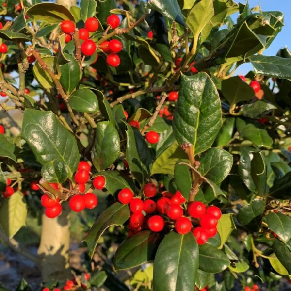 Ilex aquifolium 'Nellie Stevens' - Standards (V1,INT1, CAV1)