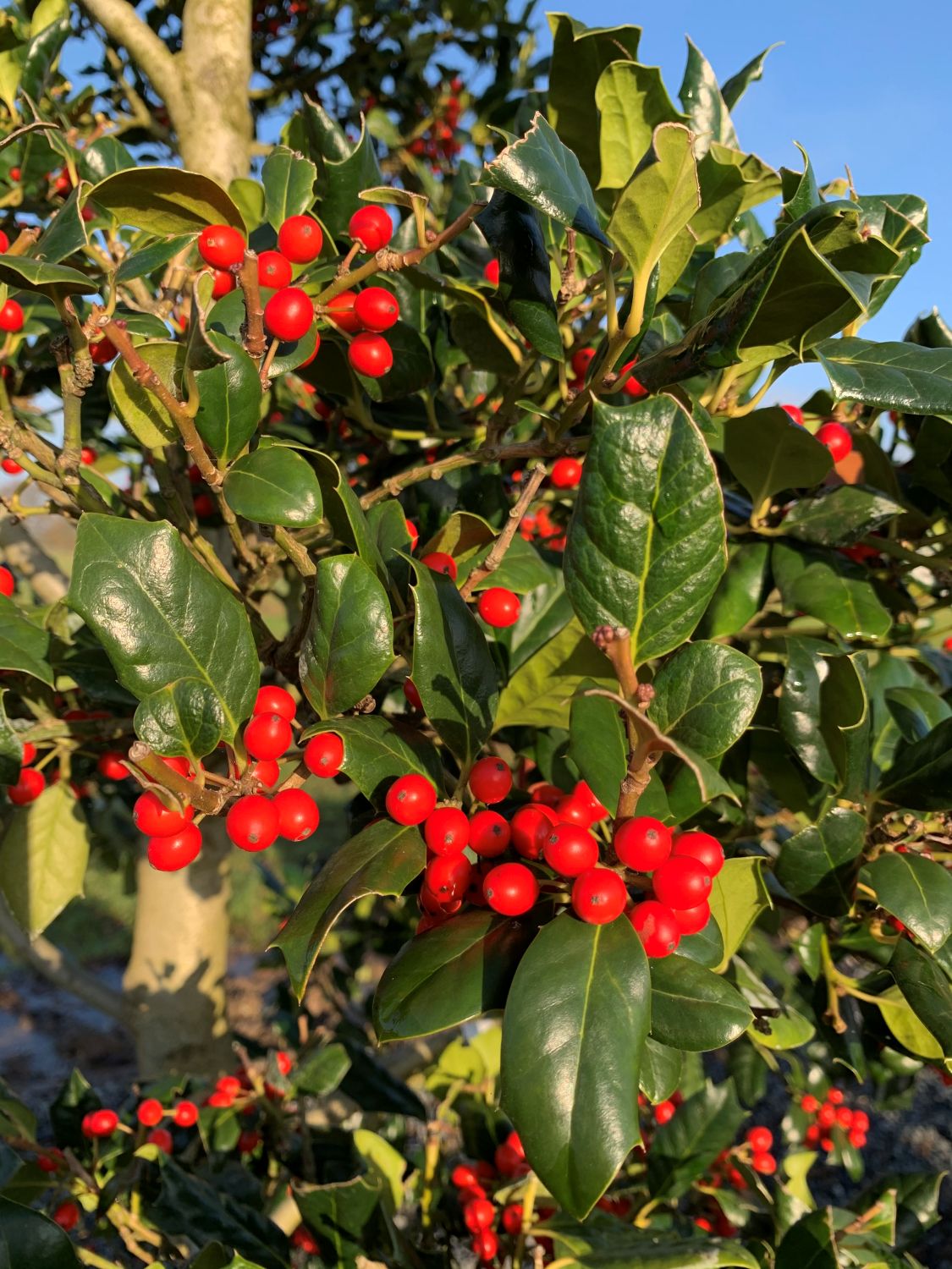 Ilex aquifolium 'Nellie Stevens' - Standards
