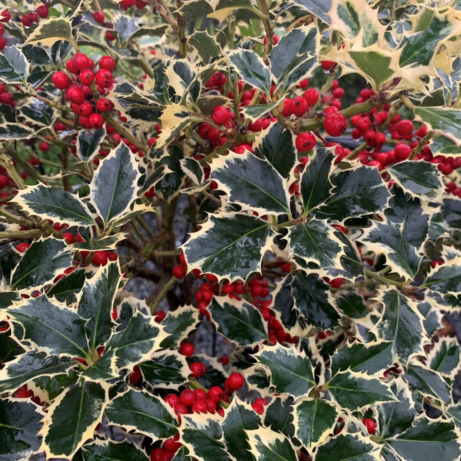 Ilex aquifolium 'Variegata' - Standards - Image 3