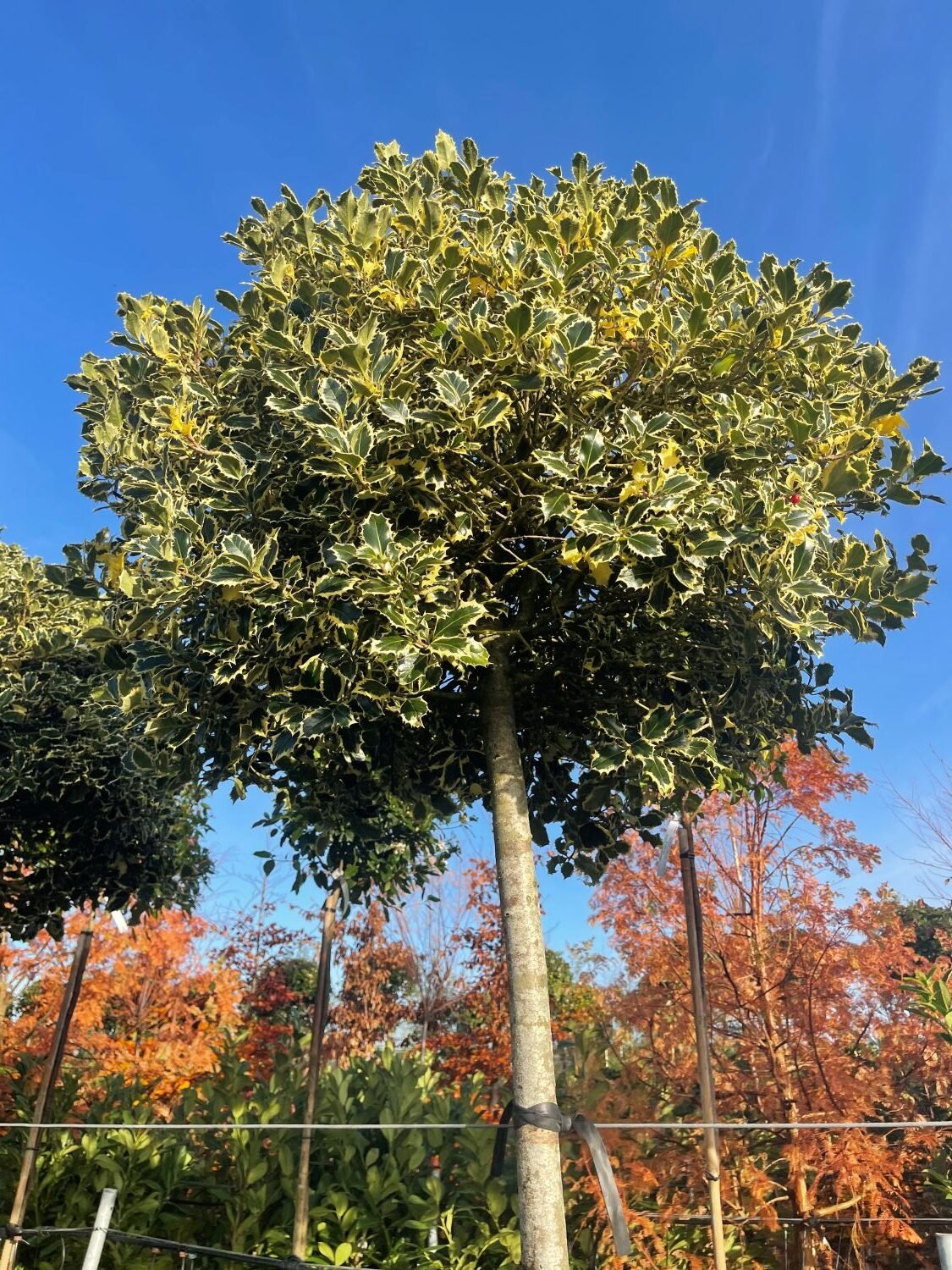 Ilex aquifolium 'Variegata' - Standards - Image 2