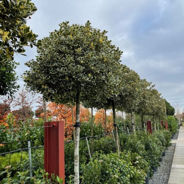 Ilex aquifolium 'Variegata' - Standards(V1)