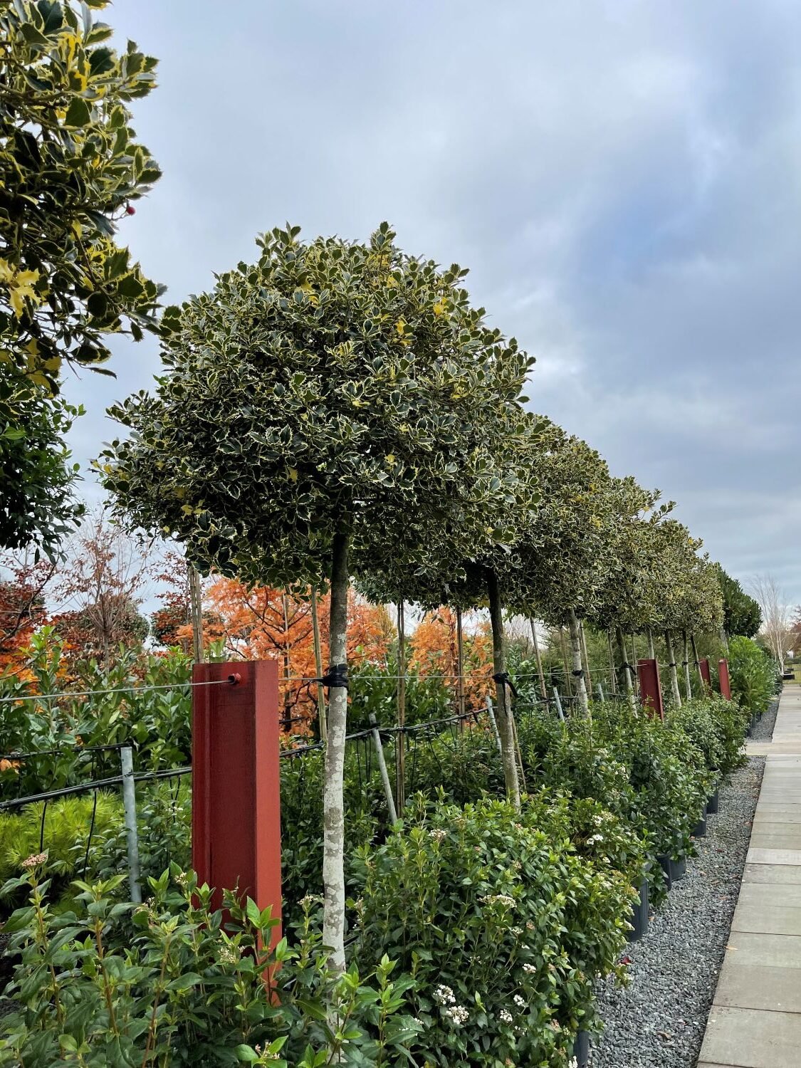 Ilex aquifolium 'Variegata' - Standards