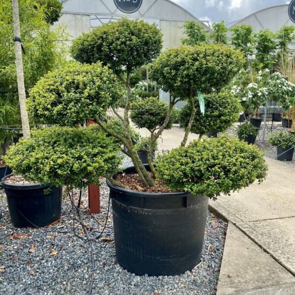Ilex crenata 'Convexa' - Niwaki (BR1)