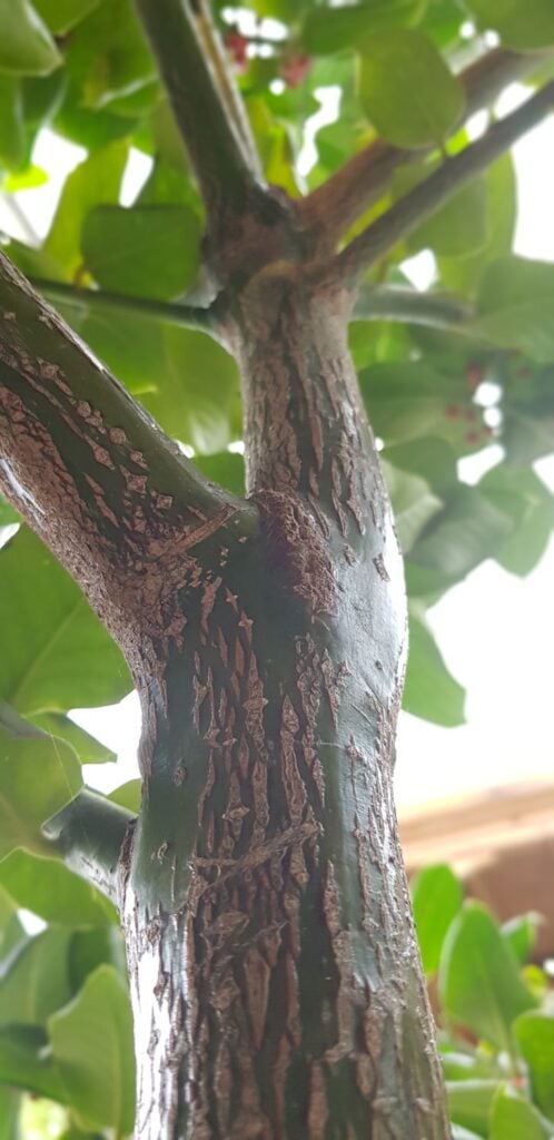 Ilex perado 'Platyphylla' - Standards - Image 3