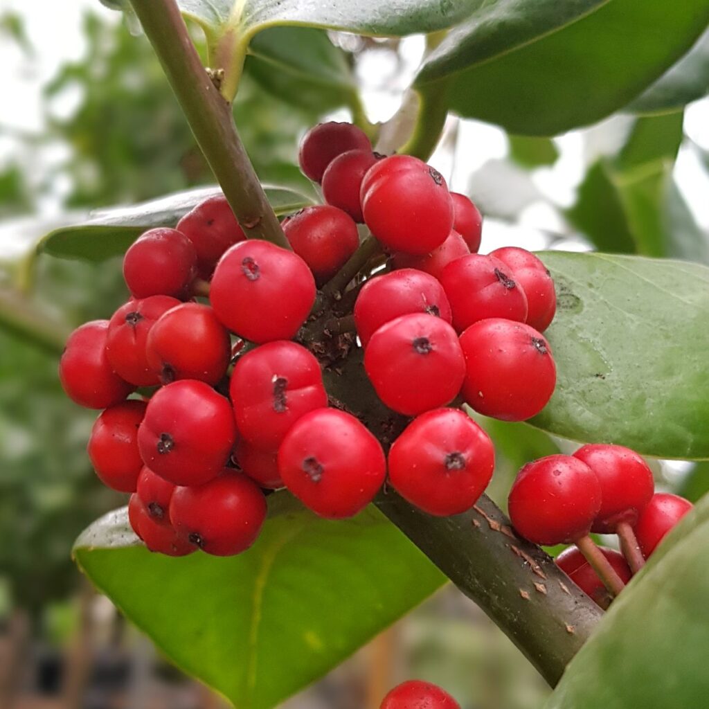 Ilex perado 'Platyphylla' - Standards - Image 2