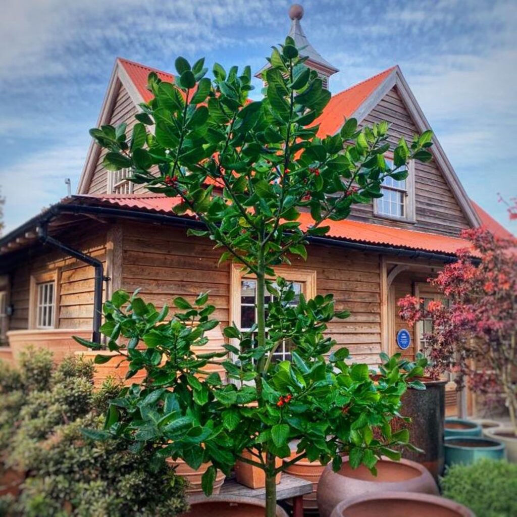 Ilex perado 'Platyphylla' - Standards