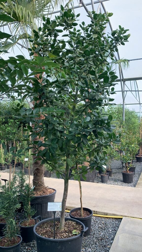 Ilex perado 'Platyphylla' - Standards - Image 4