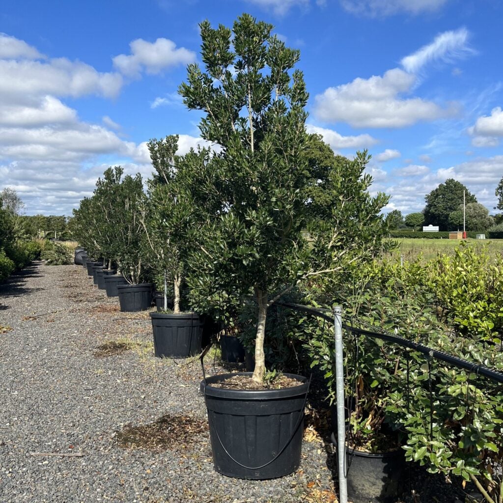 Phillyrea latifolia - Standards - Image 2