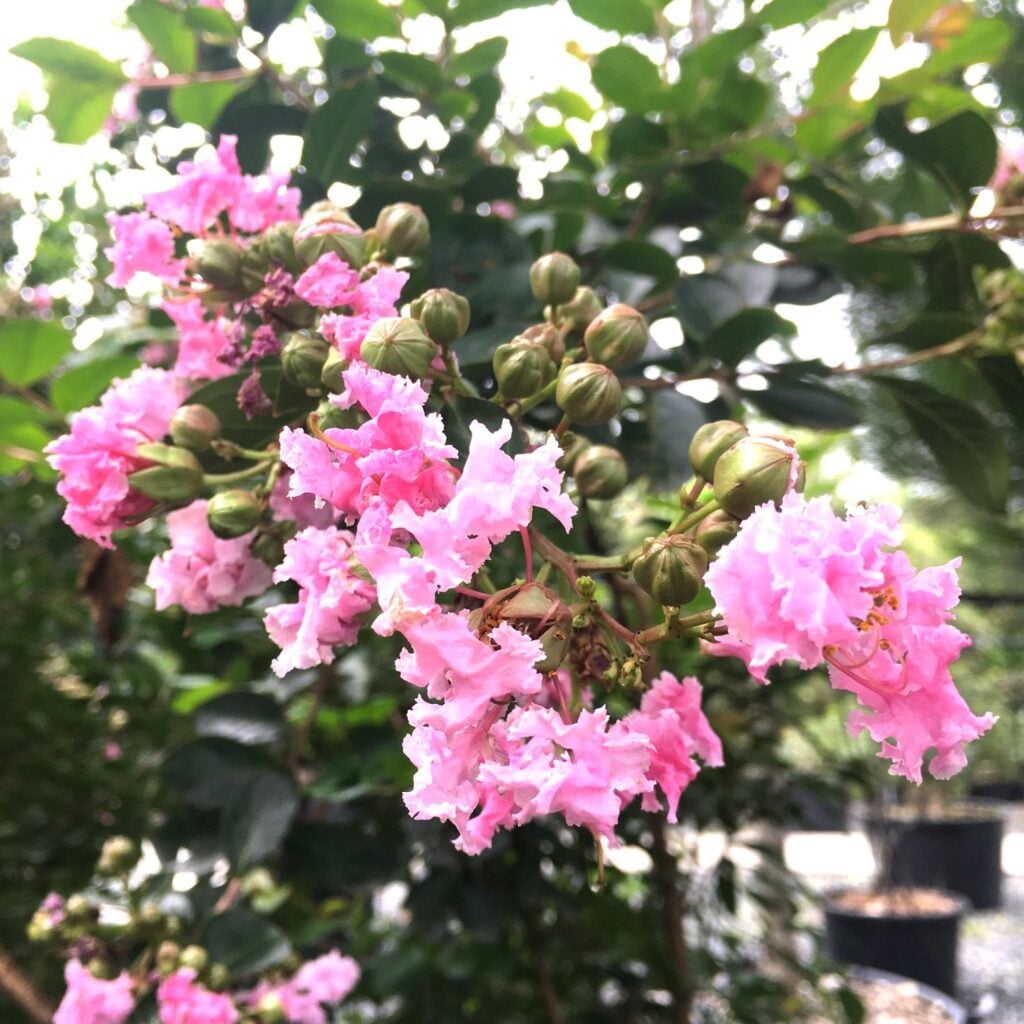 Lagerstroemia indica - Standards - Image 4