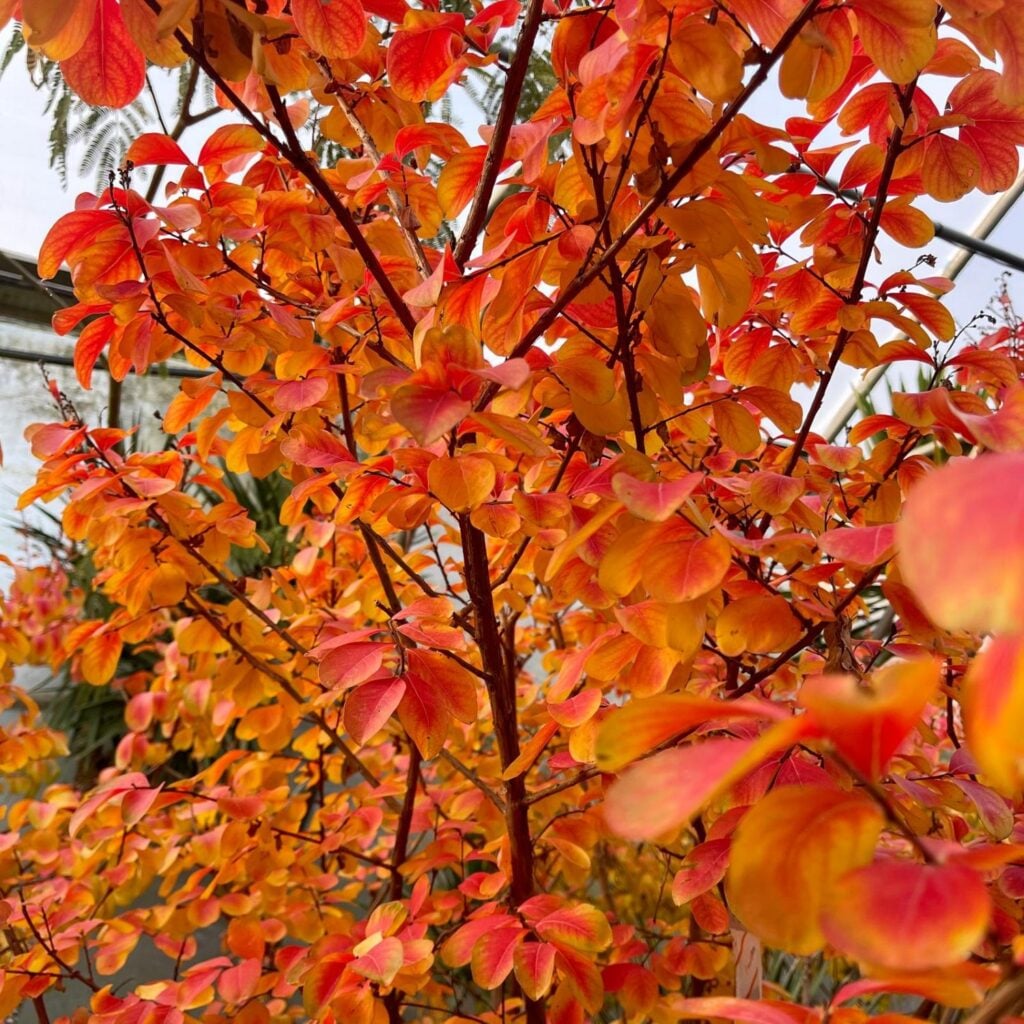 Lagerstroemia indica - Standards - Image 5