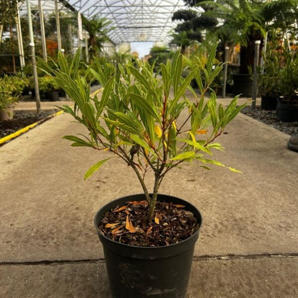 Laurus nobilis 'Angustifolia' - Bushes (HG)