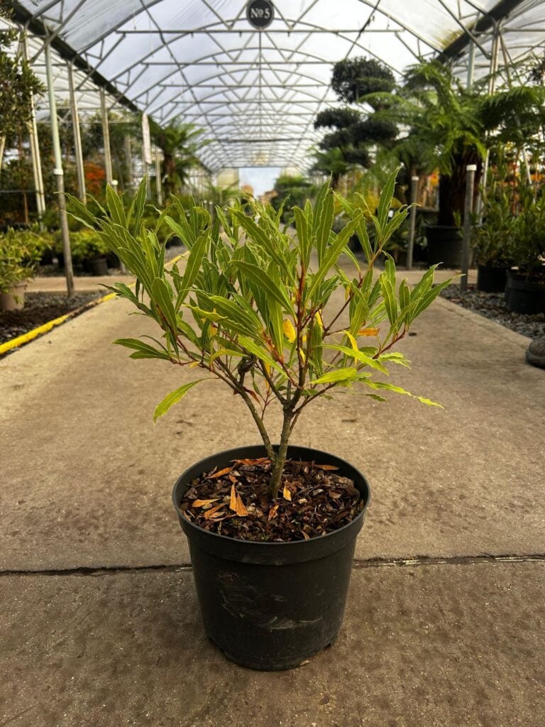 Laurus nobilis 'Angustifolia' - Bushes