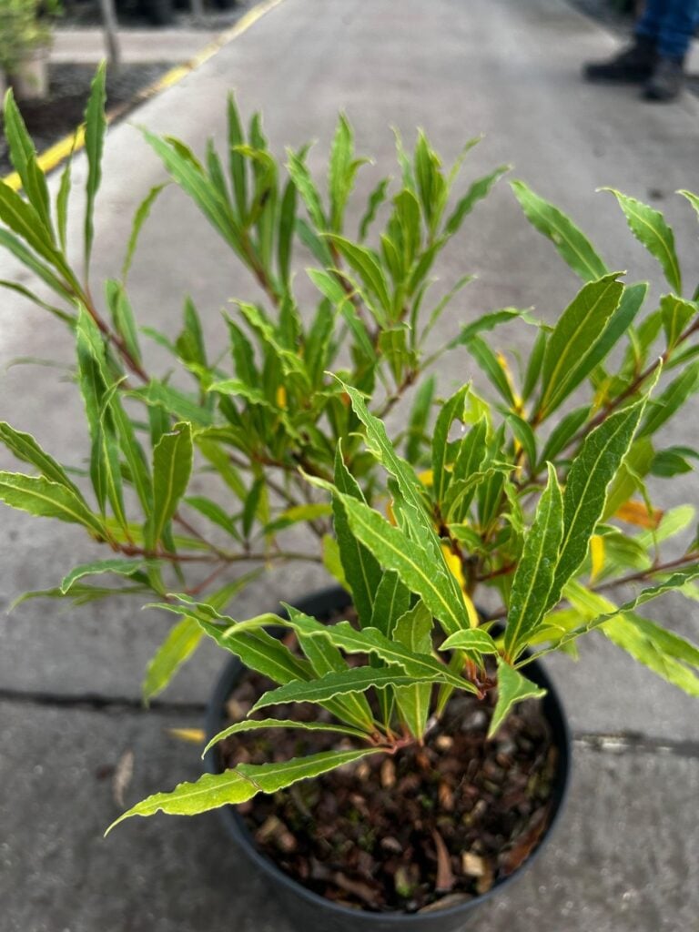 Laurus nobilis 'Angustifolia' - Bushes - Image 2