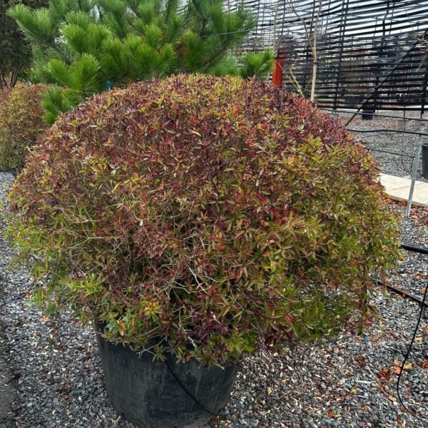 Ligustrum vulgare 'Lodense' - Domes (TH1)