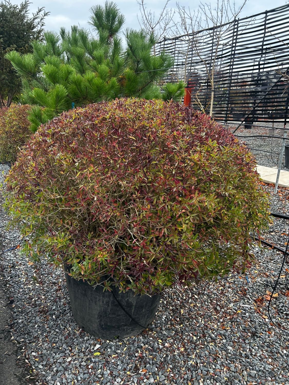 Ligustrum vulgare 'Lodense' - Domes