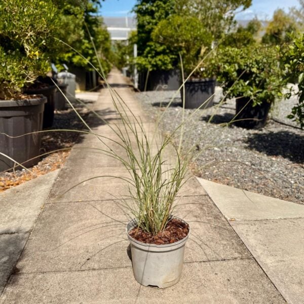 Miscanthus sinensis 'Morning Light' (G1)