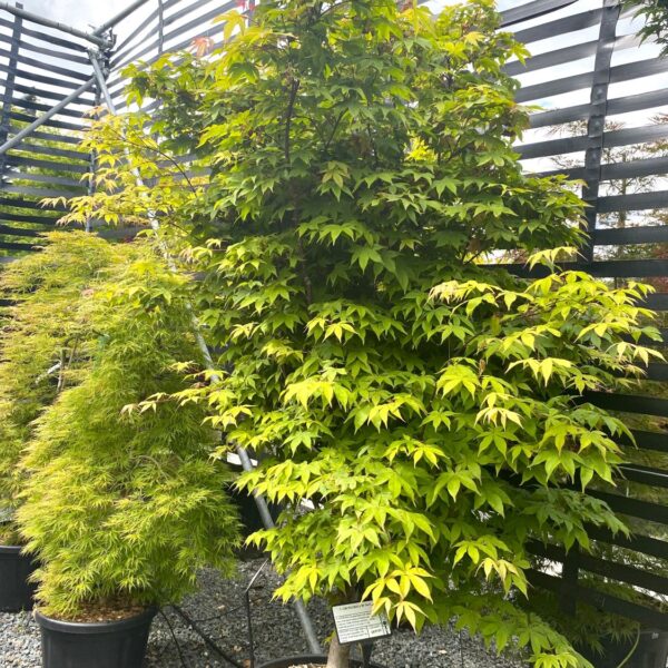 Acer palmatum 'Osakazuki' (P2)