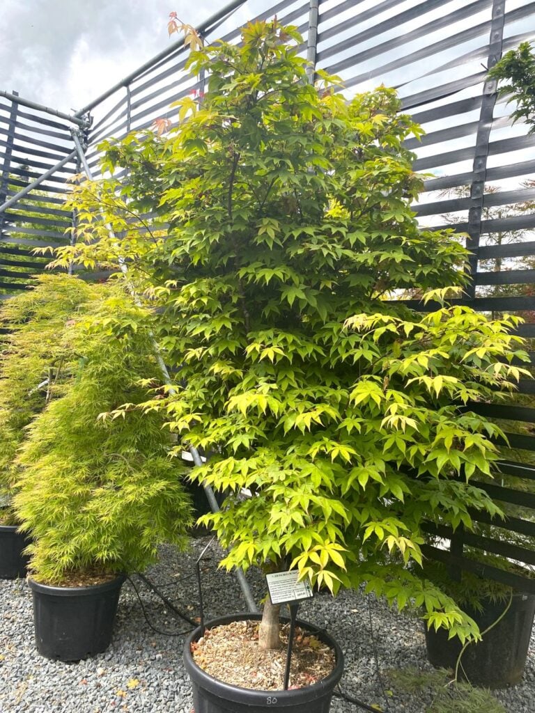 Acer palmatum 'Osakazuki'