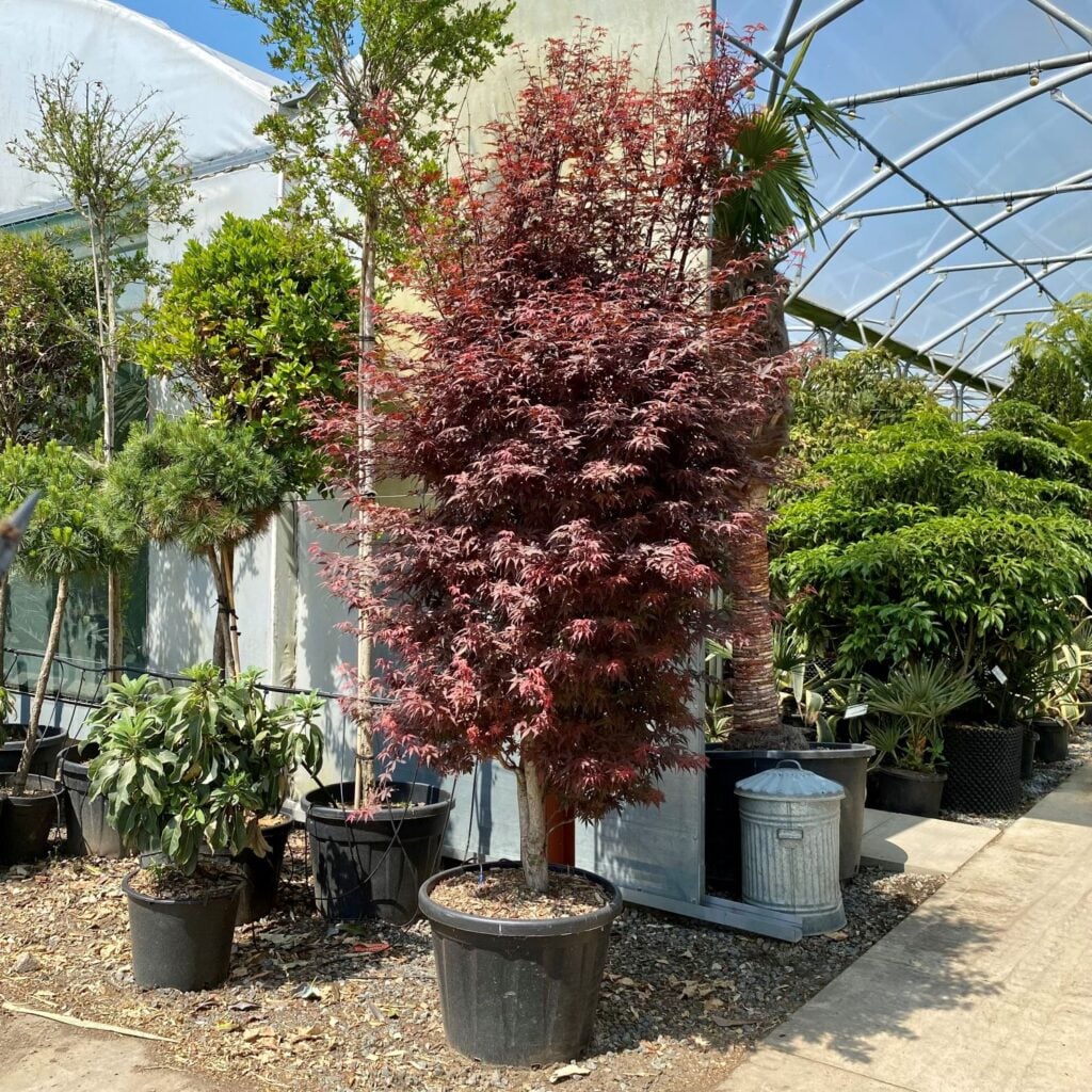Acer palmatum 'Skeeters Broom'