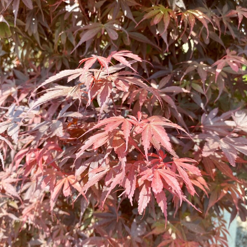 Acer palmatum 'Skeeters Broom' - Image 2
