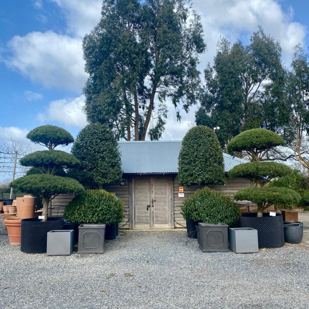 Topiary Inspiration Mood Board
