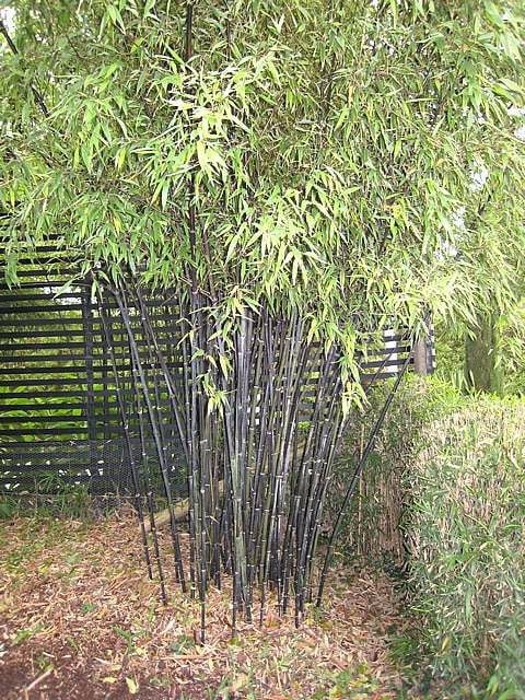 Phyllostachys Nigra - Image 2