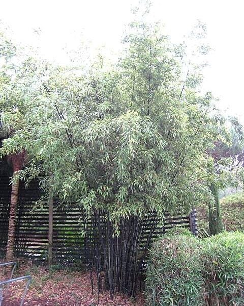 Phyllostachys Nigra (V1)