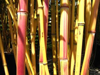Phyllostachys aureosulcata 'Aureocaulis'  (V1)