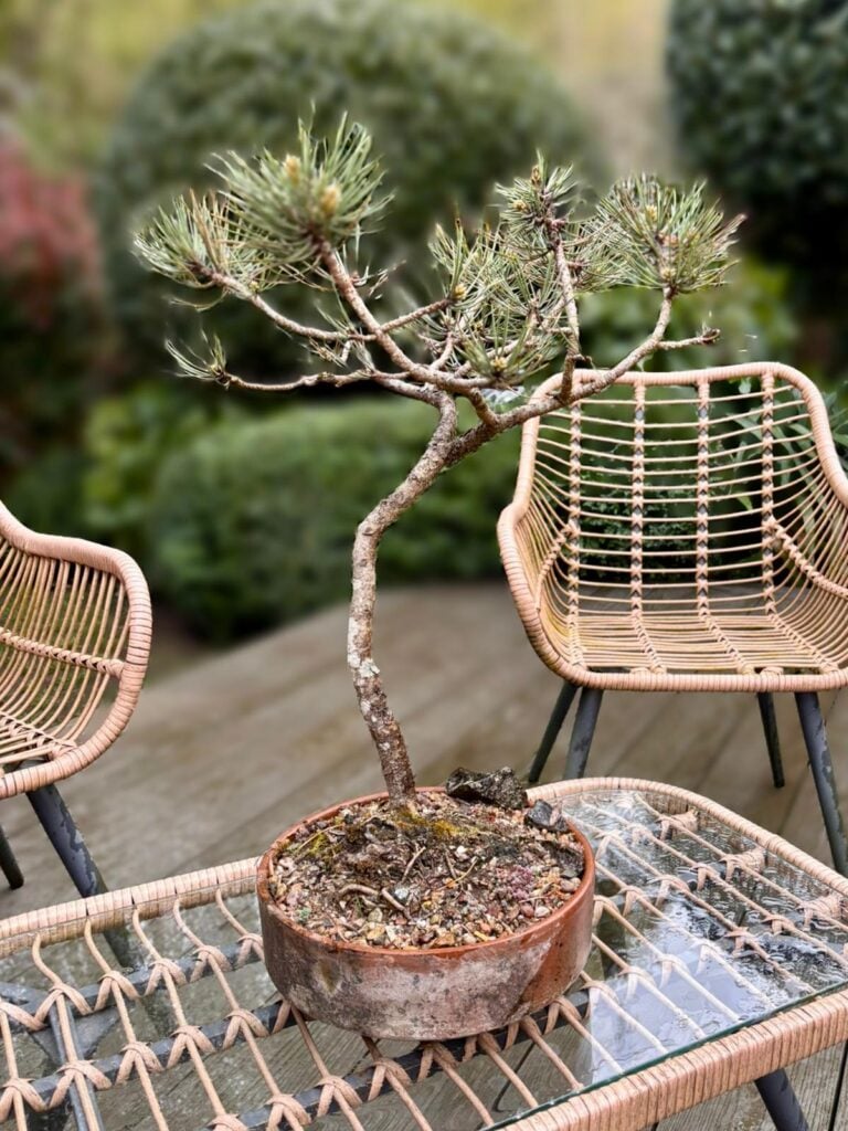 Niwaki and Bonsai Inspiration Mood Board