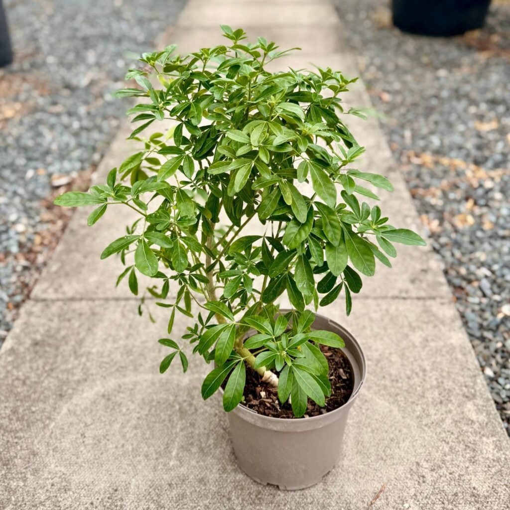 Choisya ternata