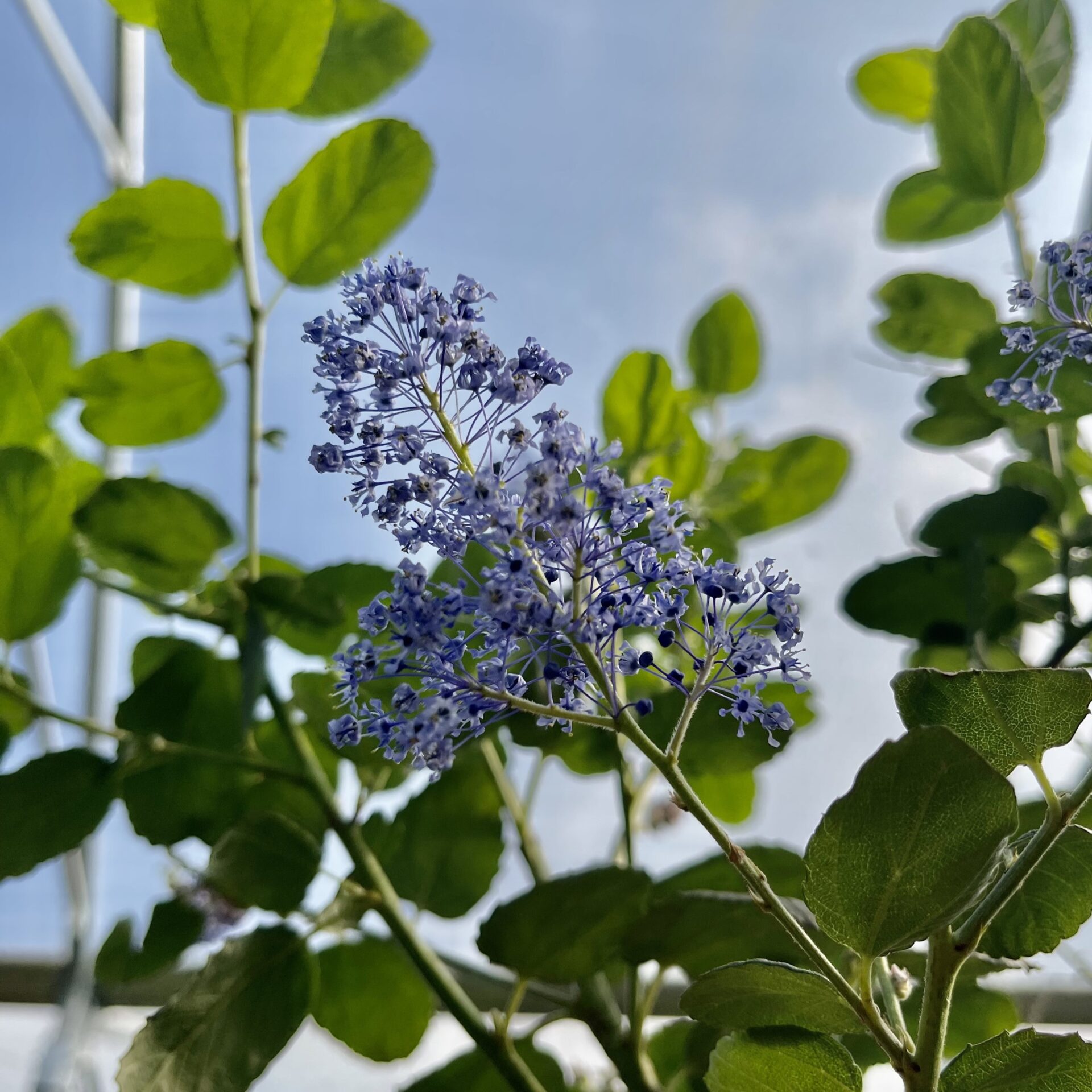 Ceanothus arboreus - Bush - Image 4