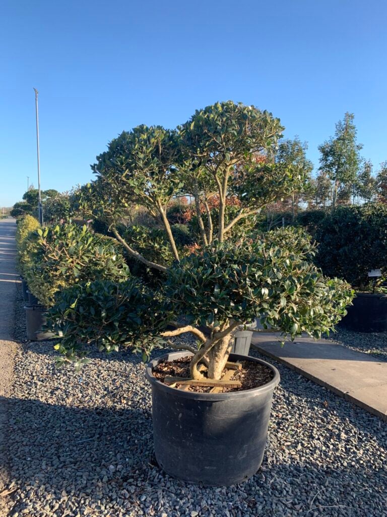 Osmanthus heterophyllus - Niwaki - Image 3