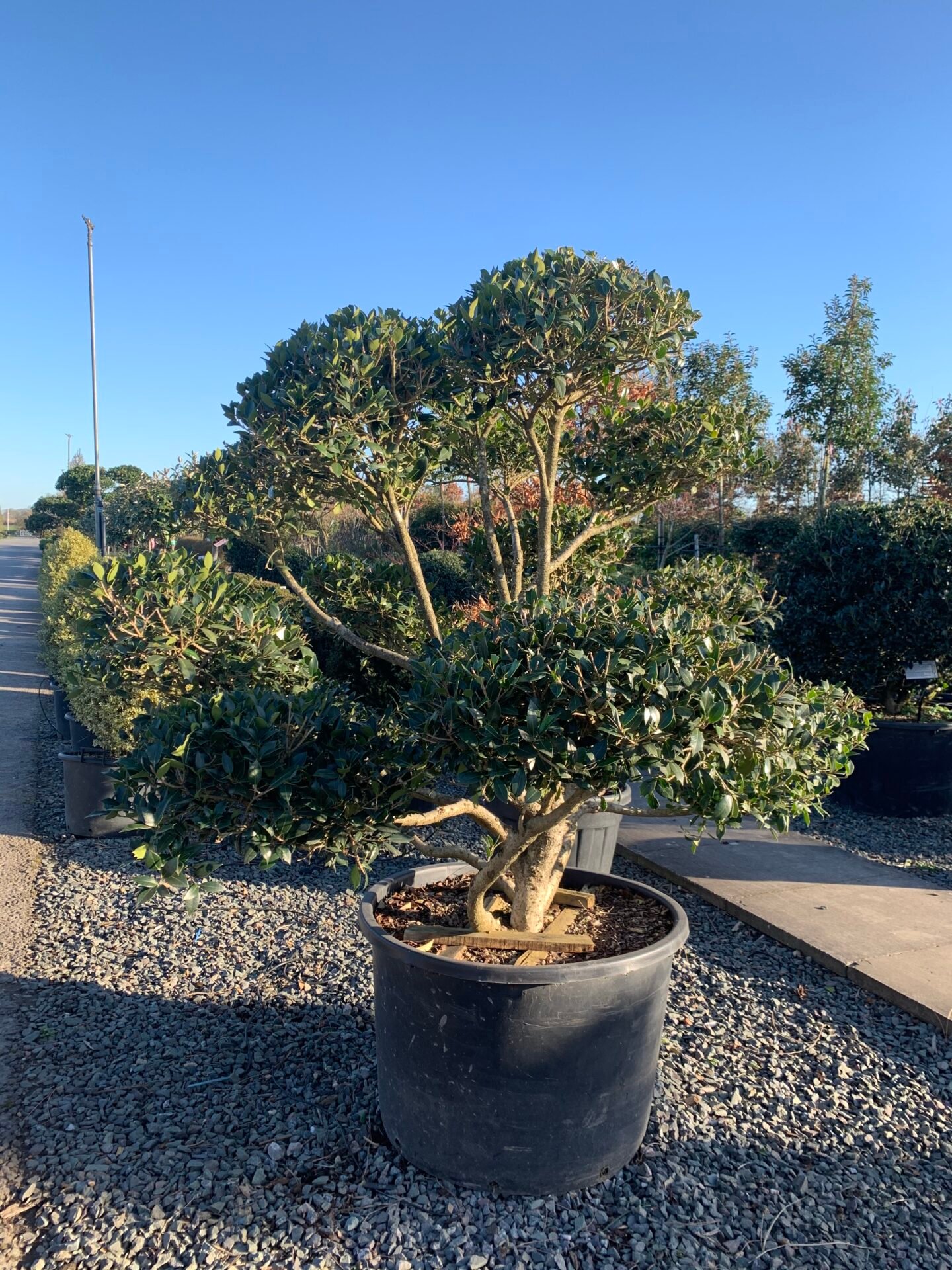 Osmanthus heterophyllus - Niwaki - Image 3