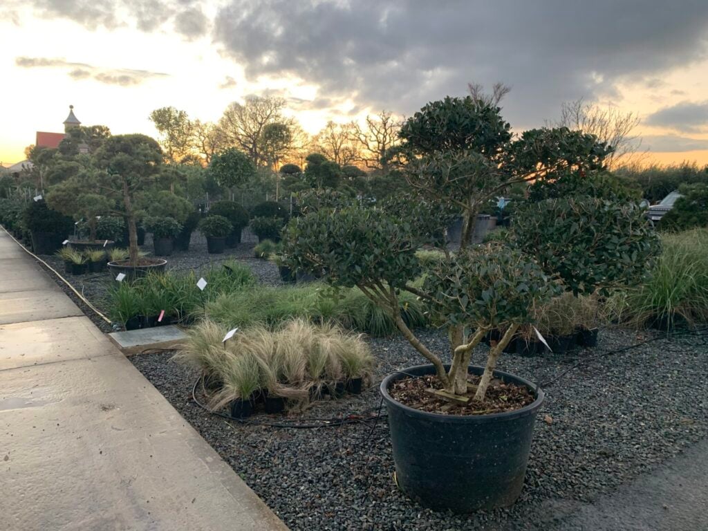 Osmanthus heterophyllus - Niwaki - Image 2
