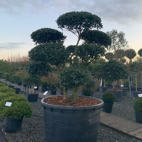 Osmanthus heterophyllus - Niwaki  (V1,  TH1)