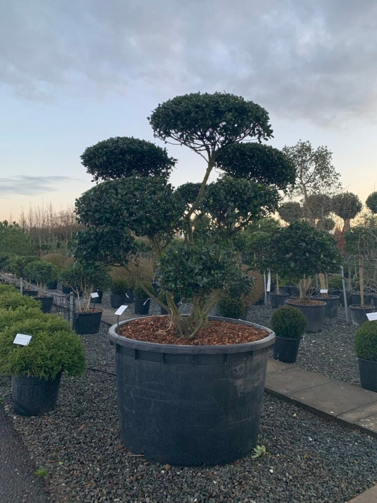 Osmanthus heterophyllus - Niwaki