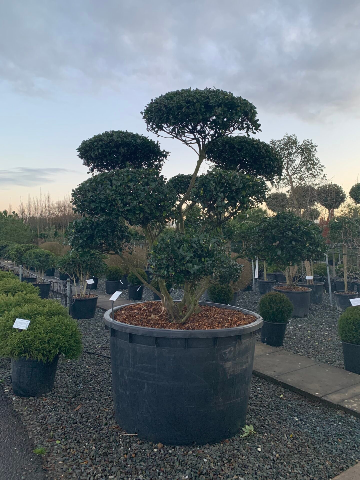 Osmanthus heterophyllus - Niwaki