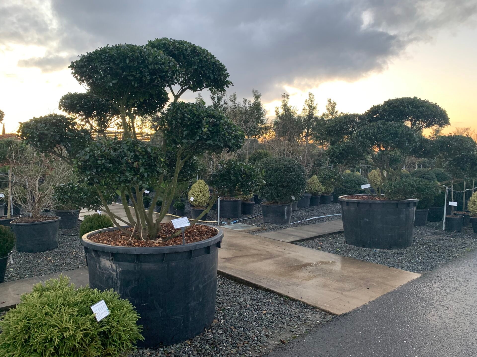 Osmanthus heterophyllus - Niwaki - Image 4