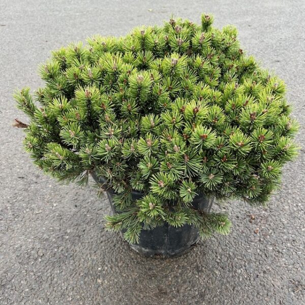 Pinus mugo 'Mops' (ME1)