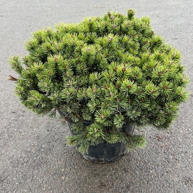 Pinus mugo 'Mops'