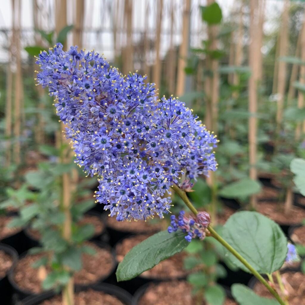 Ceanothus arboreus - Bush - Image 3