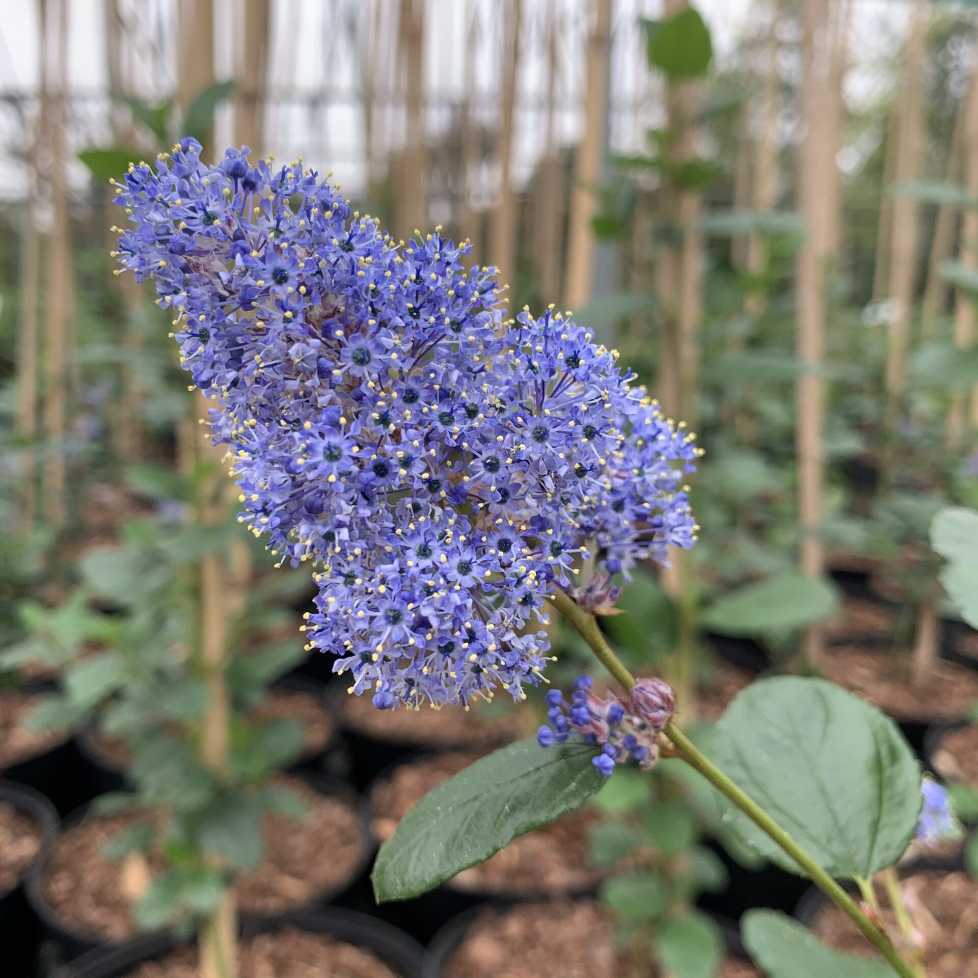 Ceanothus arboreus - Bush - Image 3