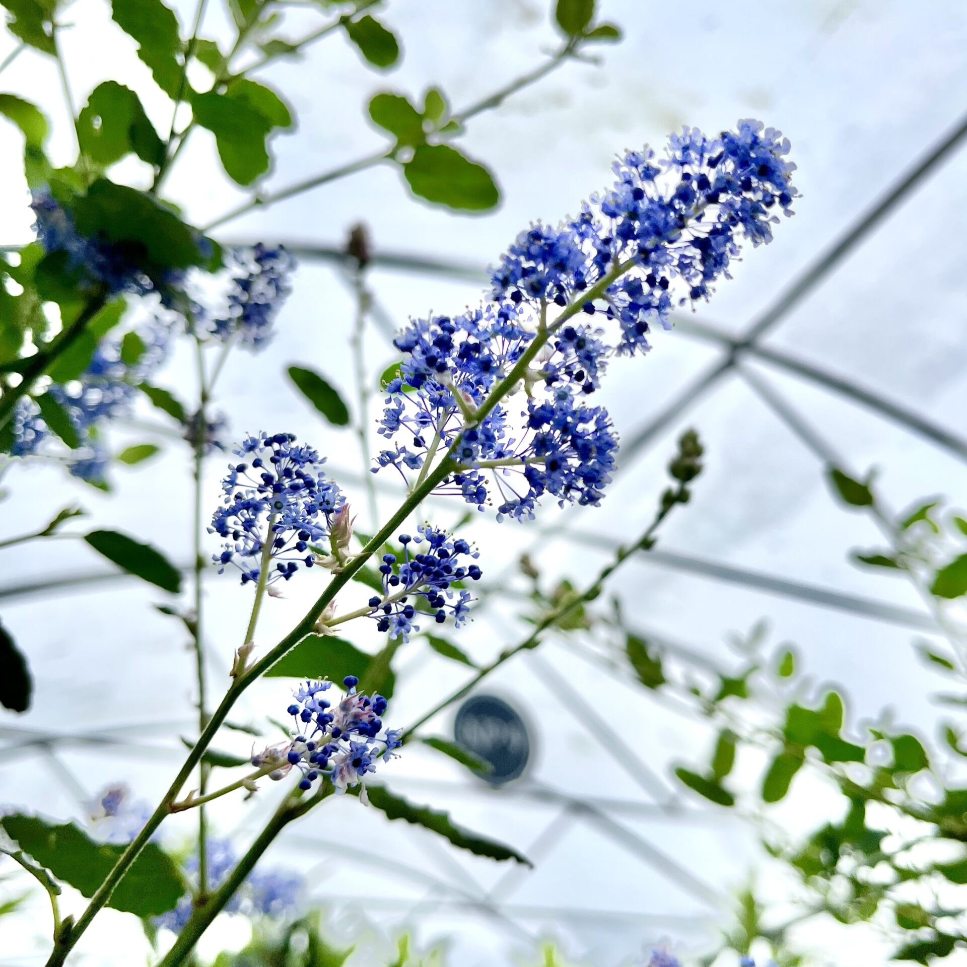 Ceanothus arboreus - Bush - Image 6