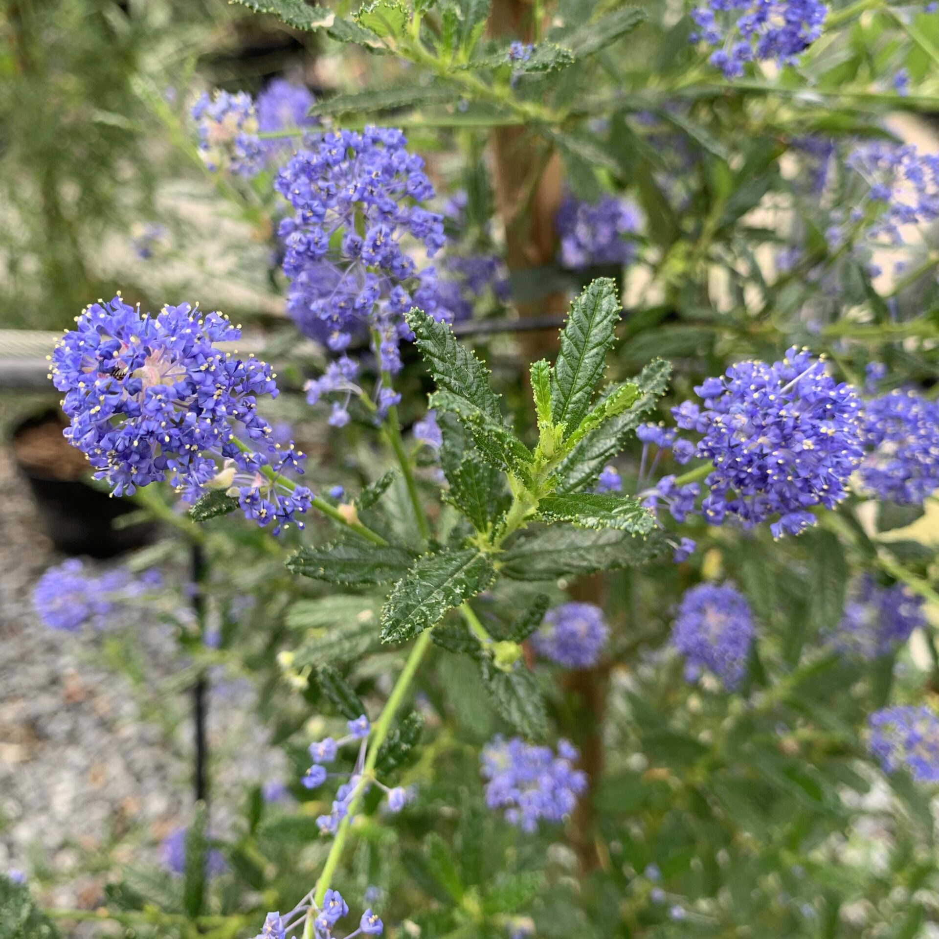 Ceanothus arboreus - Bush - Image 5