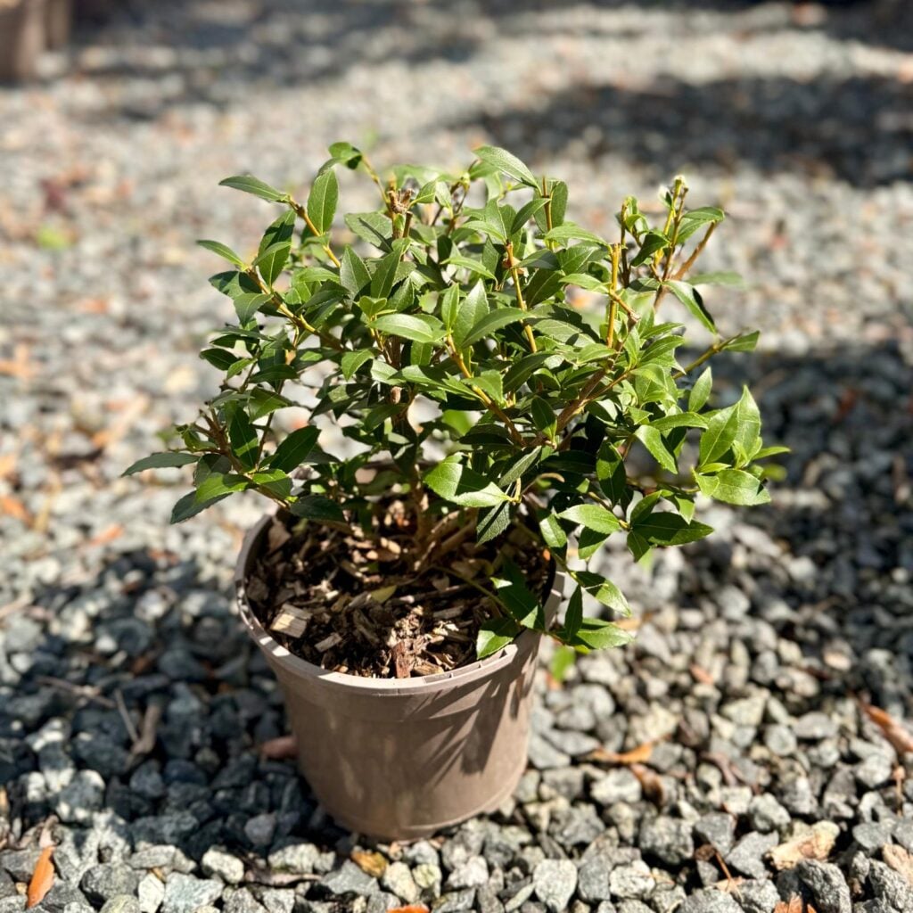Osmanthus x burkwoodii - Bush