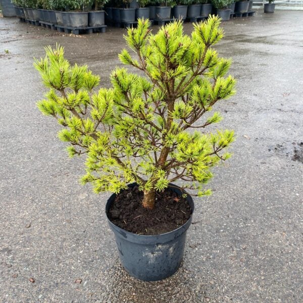 Pinus sylvestris 'Lodge Hill' (LIC1)