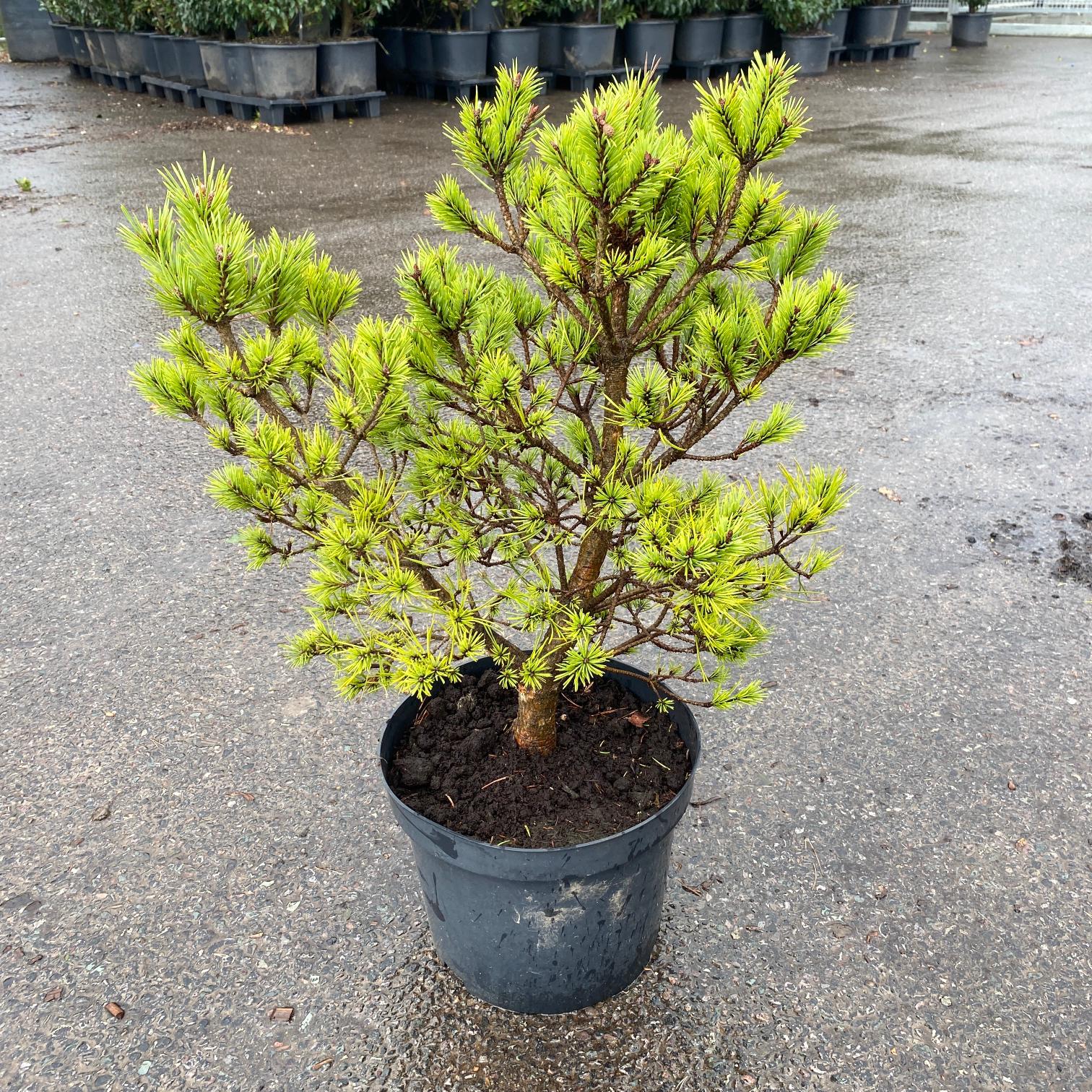 Pinus sylvestris 'Lodge Hill'