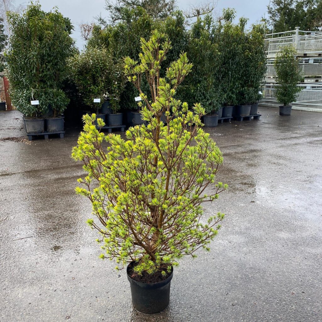 Pinus sylvestris 'Beuvronensis' Niwaki