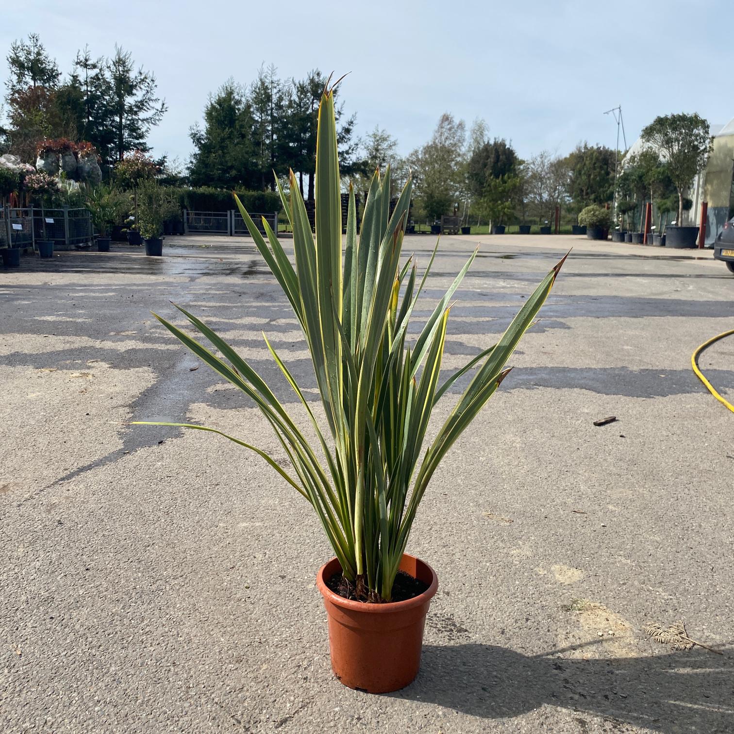 Phormium tenax 'Variegatum'