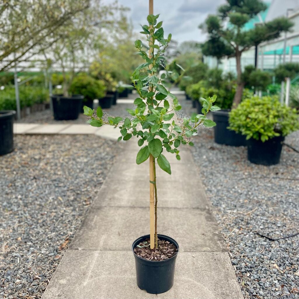 Ceanothus arboreus - Standards